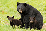 Black Bear and Cubs Photo