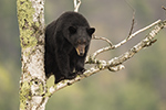 Female Black Bear in Birch Tree Photo