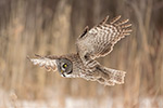 Great Gray Grey Owl in Flight Photo