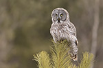 Great Gray Grey Owl in Pine Tree Photo