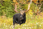 Nice NH Bull Moose in Foliage Photo