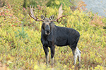 Nice NH Bull Moose in Foliage Photo