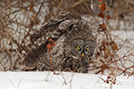 Great Gray Grey Owl in Snow Photo