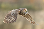 Great Gray Grey Owl in Flight Photo
