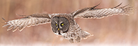 Great Gray Owl in Flight Panoramic Photo