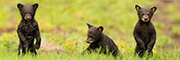 Three Wet Tiny Black Bear Cubs Panoramic Photo
