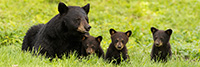 Female Bear and Three Black Bear Cubs Panoramic Photo