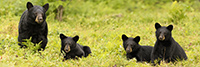 Female Bear and Three Black Bear Cubs Panoramic Photo