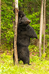 Male Black Bear Standing Against tree Photo