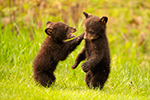 Two Black Bear Cubs Playing Photo