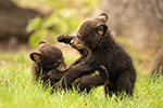 Black Bear Cubs Play Fighting Photo