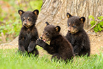 Three Black Bear Cubs Photo