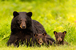 Female Black Bear and Cubs NH Photo