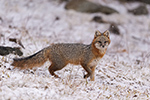 Gray Fox Adult in Snow Photo