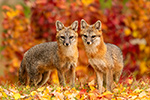 Gray Fox Adult Couple in Foliage Photo