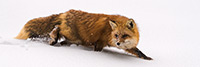 Beautiful Red Fox in Snow Panoramic Photo