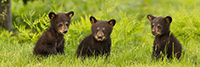 Three Black Bear Cubs in Grass Panoramic Photo
