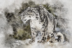 Snow Leopard Painting