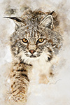 Bobcat in Snow Approaching Painting
