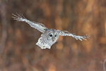 Barred Owl in Flight Photo