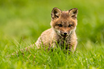 Red Fox Kit in Grass Photo