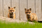 Red Fox Kits in Grass Photo