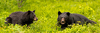 Male and Female Black Bear Panoramic Photo