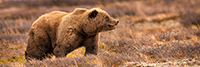 Grizzly walking Denali Tundra Panoramic Photo