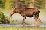 Calf Moose Feeding in Pond Maine Photo