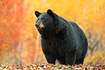 Female Black Bear in Fall Foliage North NH Photo
