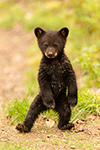 Cute Black BearCub Standing Photo