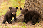 Two Tiny Black Bear Cubs in Field NH Photo