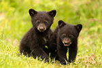 Two Tiny CuteBlack Bear Cubs NH Photo