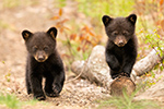 Two Tiny Cute Black Bear Cubs NH Photo