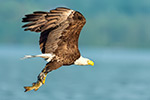 Bald Eagle with Fish Photo