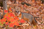 Gray Fox Adult with Maple Leaves Photo