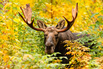 Stunning NH Bull Moose in Amazing Foliage Photo