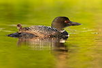 Loon with Baby on Back Photo