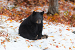 Female Black Bear in Fall Foliage North NH Photo