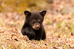 Tiny Black Bear Cub Early April North NH Photo