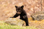 Tiny Black Bear Cub Early April North NH Photo