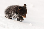 Tiny Black Bear Cub in Snow NH Photo