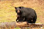Tiny Black Bear Cubs and Mama North NH Photo