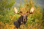 Stunning NH Bull Moose in Woods Photo