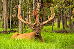 Big beautiful bull elk in velvet Yellowstone WY Photo