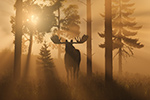 Bull Moose with Fog and God Rays Artwork