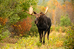 Stunning NH Bull Moose in Foliage Woods Photo