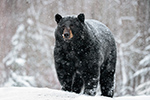 Large Male Black Bear in Snow North NH Photo