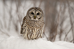 Barred Owl sitting on snow Photo