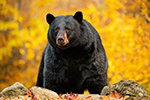 Large Male Black Bear in Fall Foliage North NH Photo